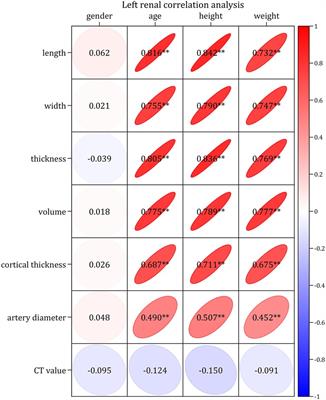 The normal reference values and estimation formulae of renal structural parameters in Chinese children based on large-sample CT data